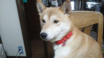 Hiroto Fukushima Hina Twitter