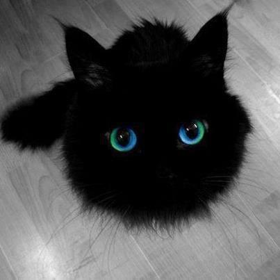 癒してもらおう♡面白い仕草やかわいい動作の動物たちをツイートいたします♡おかしかったり胸がキュンとしたり、心をなごませてくれる動物たち♡大好き♡