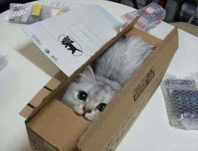 Тюменцев FollowBack