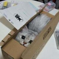 Читай Тюменское (@chitaytmn) 's Twitter Profile