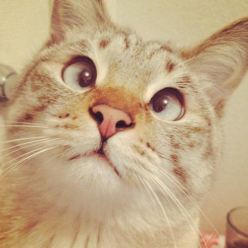 chaodemaill's profile picture. 该吃药了，拖延症