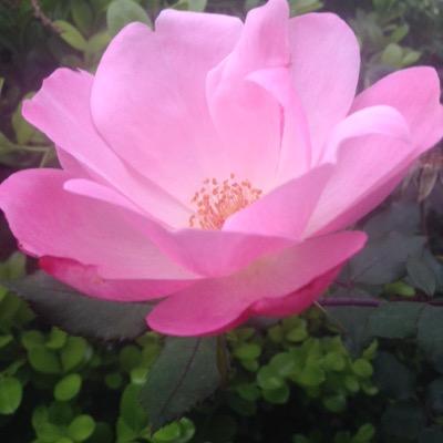 MoonMoonwalker7's profile picture. 