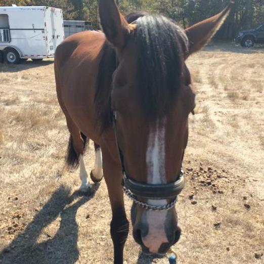 Lisa_Raatz's profile picture. PHIL 4:13   i strive to be the best I can be.      I love All-star cheerleading                                           I love God, friends, family, and FFA.