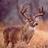 realbucksonly's profile image