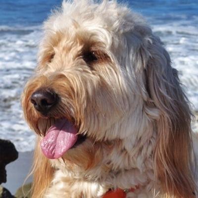 +Christian,Business Owner,Publisher,Conservative Wife(46yrs)Mom,G-Ma America,Dogs,Cooking,Auto Racing-Daughter of WWII #Marine #BreastCancer #fibromyalgia