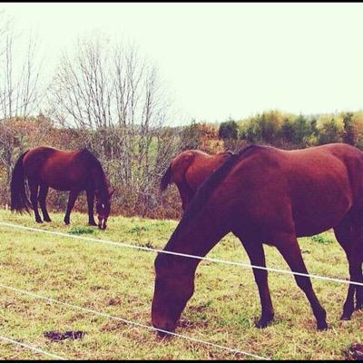 i like drugs and ponys but not at the same time. I enjoy Doing reckless things with large animals. I have a salty persanalty, nice to meet you