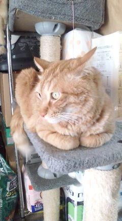 churanty's profile picture. 晩ごはん食べに来る？ しがない還暦おばあちゃんです。フォローブロックお気軽に〜