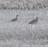FrapFormby's profile image