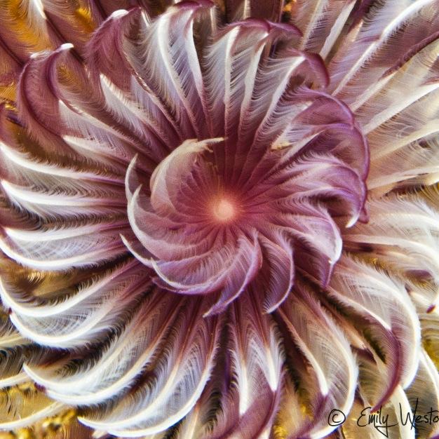 Photographer capturing the weird and wonderful underwater and on land!