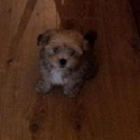 Zoe Bancroft (@zoegb1) 's Twitter Profile