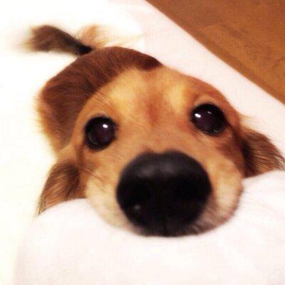 癒される 可愛い犬画像bot Qyhocavekek Twitter