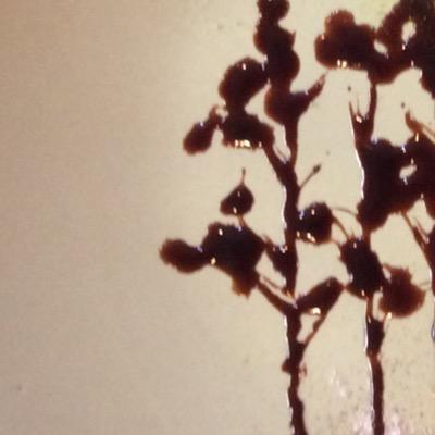 haramamo11's profile picture. 