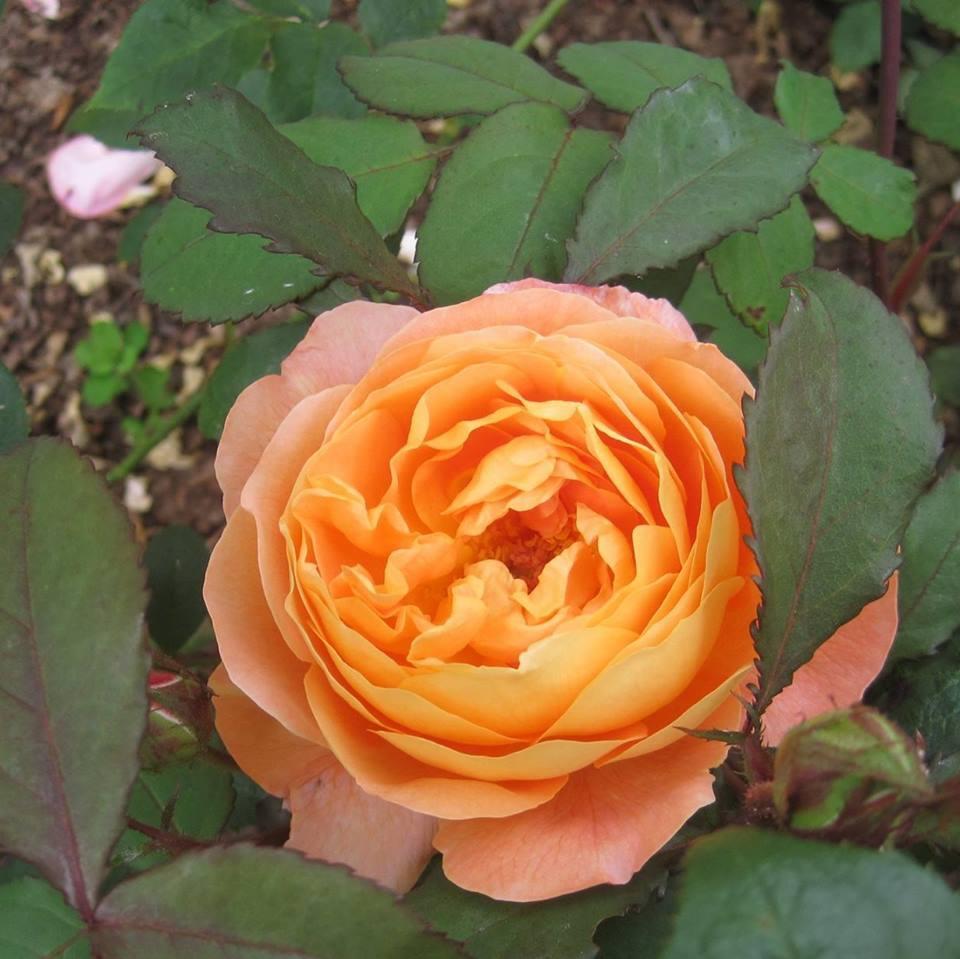 AmazeyGardens's profile picture. Based in Tring, Husband to Tracey, Father of Two,Tireless Gardener, avid swimmer, likes nothing more than a chuckle & a Cuppa & a slice 'a' cake ! #Mazing