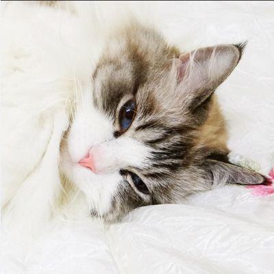 고양이, 냥.