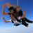 Chantal_Ayoub's profile image