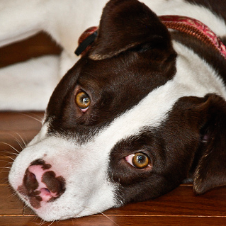 A blog for Atlanta dog lovers written by Jacklyn Burgan.