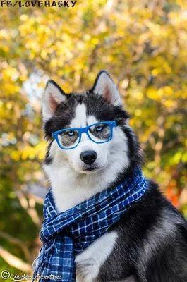 LeamWolf's profile picture. Lic. en Psicología, amante de las sutilezas de la vida, buscador de un nuevo futuro y consejero de cada persona que lo necesite.