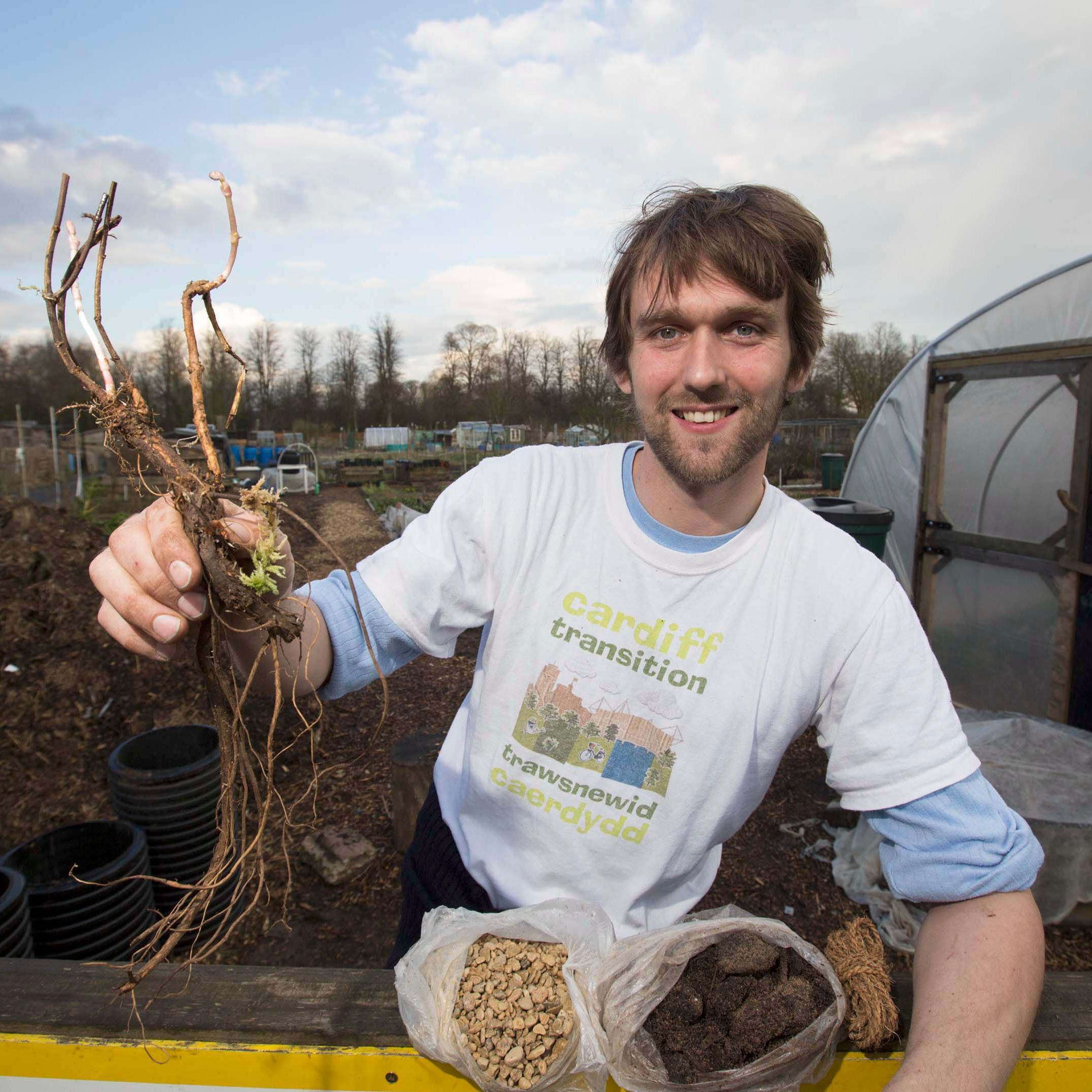 Community hop growing in the Welsh capital. Tyfu hopys cymunedol yn prifddinas Cymru