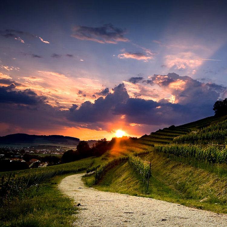 hirofice's profile picture. 反出生主義者