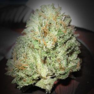 SmokeWDaily's profile picture. I grow and smoke marijuana as a hobby, and because I fucking LOVE that shit! so go ahead and follow me!