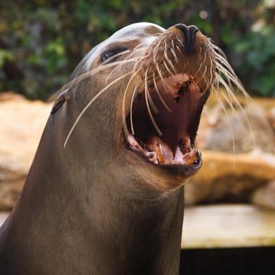 casealion's profile picture. ART! ART! ART! ar ar ar ar ar ar ar ar ar