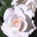 Pilar Barba - @pilarbc56 - Twitter