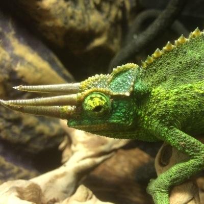 The_Mutant_Farm's profile picture. The Mutant Farm is a new business aiming to supply high end reptiles & amphibians, at a fair price, within the UK.  Basically I clean up gecko poo for a living!