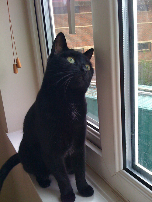 LittleMiaCat's profile picture. I'm small for my size