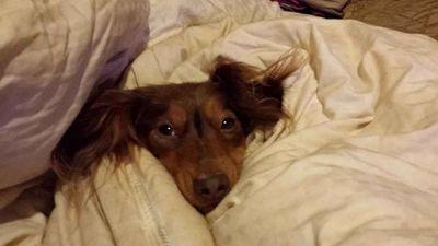 Critter_finder's profile picture. 