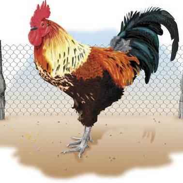 Your guide to raising chickens in your backyard. Learn about chicken coops, baby chicks, pasturing poultry, chicken breeds and much more.