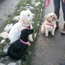 Diane Williamson - @Dogeezedaycare - Twitter