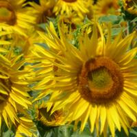 Gill Curry (@gilliancurry) 's Twitter Profile