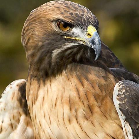 sakaa1's profile picture. 