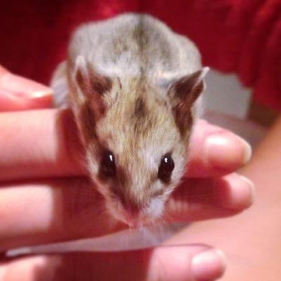 The adventures of Bean the Chinese Dwarf Hamster