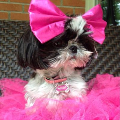 MaggieAnnBone's profile picture. Im Maggie the shihtzu. Visit Animal Hearted's website and use the code: MAGGIETHESHIHTZU Find me on the gram as @maggietheshihtzu