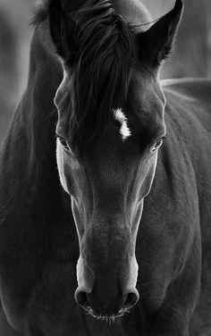 Jason Grace's storm spirit horse. [PJO|HoO|Em]