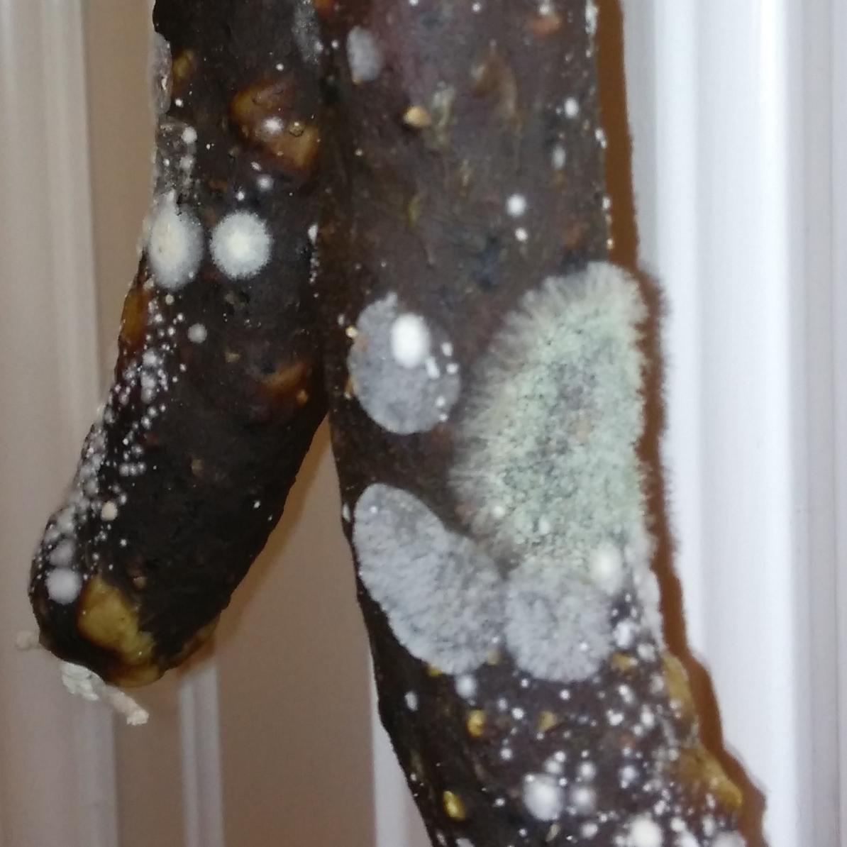 mymouldysausage's profile picture. 