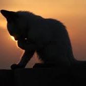 Shecat. Mate and BFF: @Dot_warriors. I love to sing, Only nice to those I care about. Warrior of Snowclan. mother of 3