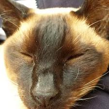 WyldeNikki's profile image