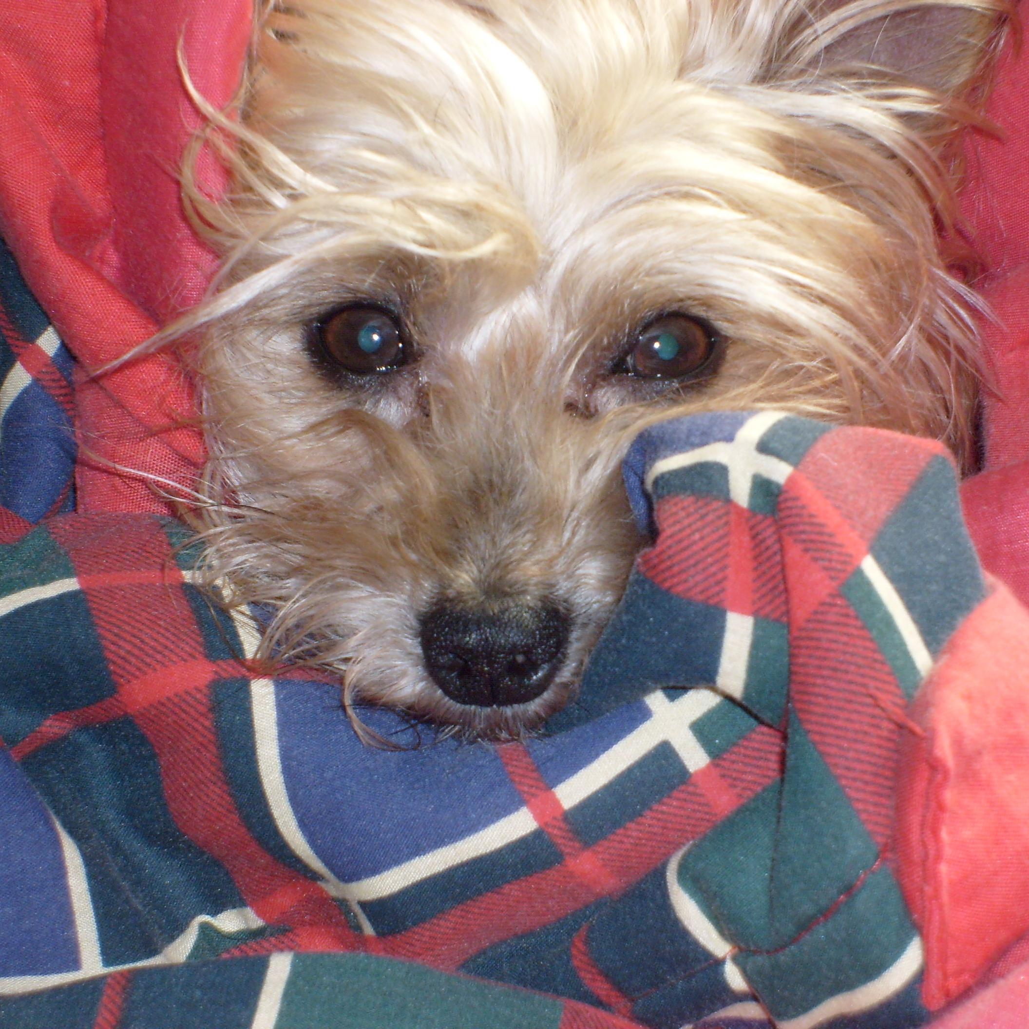 silvanaraspa's profile picture. 