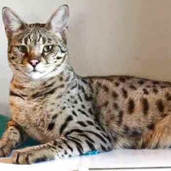 Savannah Cats