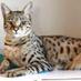 Savannah Cats (@savannah_cats) Twitter profile photo