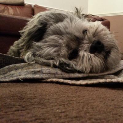 lhasa apso boy who loves his mummy and playing with his mates at the park xx
