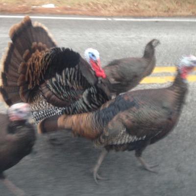 DelawareRaiders's profile picture. 