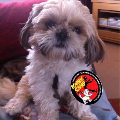 peekaboothedog's profile picture. A little mini shih tzu girl,still young. Official professional dancer and taster of cheese and biscuits! ❤Proud to be member of #ZSHQ (aka #zombiesquad)
