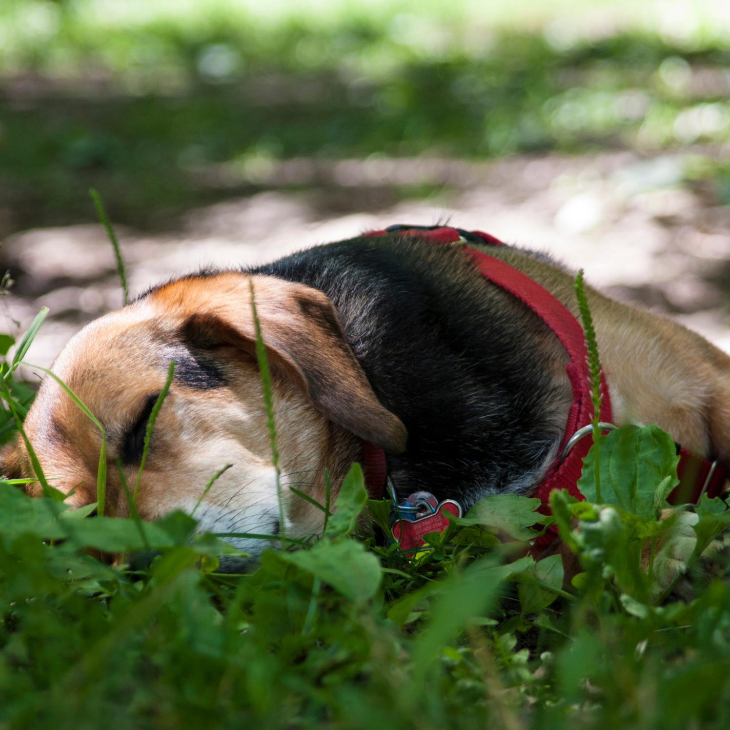 HappyTrailsVA's profile picture. Dog-friendly outdoor adventures in Northern Virginia. Check out blog at: https://t.co/GnyjdD7viG