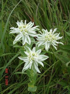 Vegan79's profile picture. 