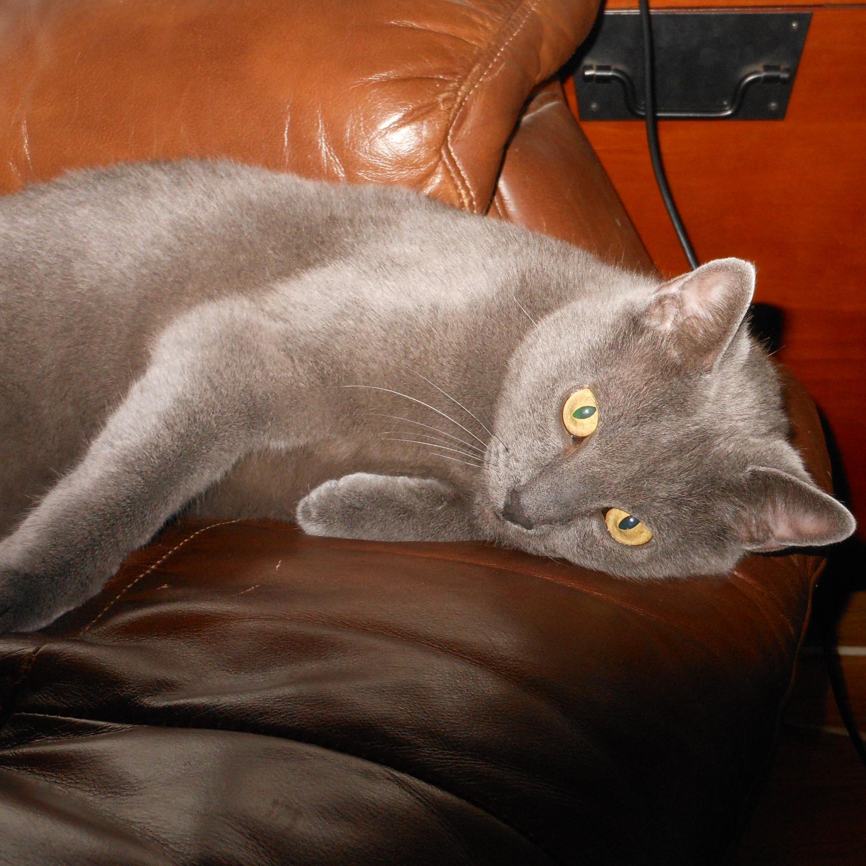 ninersgotit's profile picture. 