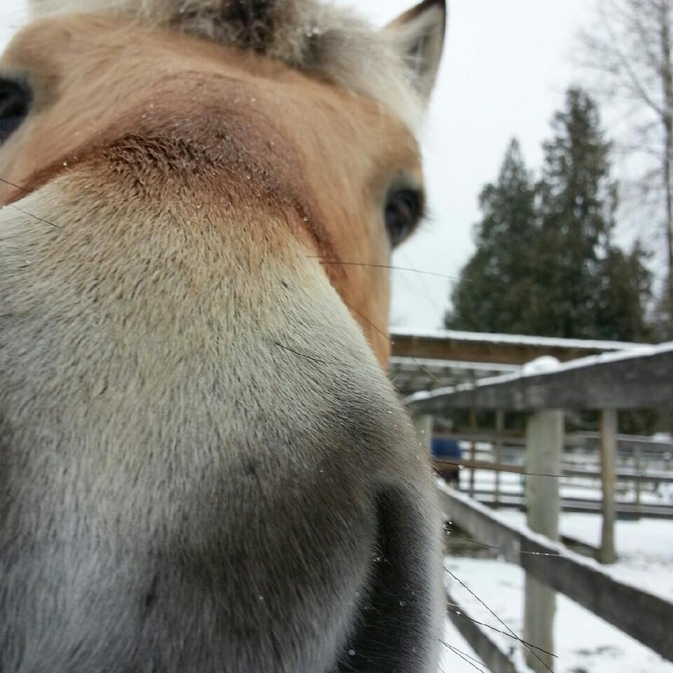 CateMixon2's profile picture. HORSE LOVER & SHOW JUMPER · OWNER OF @CoCoChestnut · I SPEND MY LIFE AT THE BARN AND THE SOCCER FIELD  #Horses #Soccer