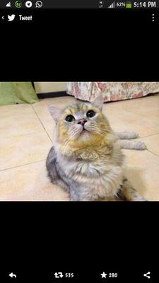 pergimu hilang berganti. berehatlah. semoga Allah cucuri rahmat.